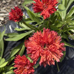 Fringe Festival Coneflower