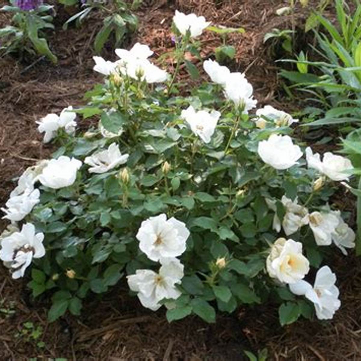 White Knock Out® Rose