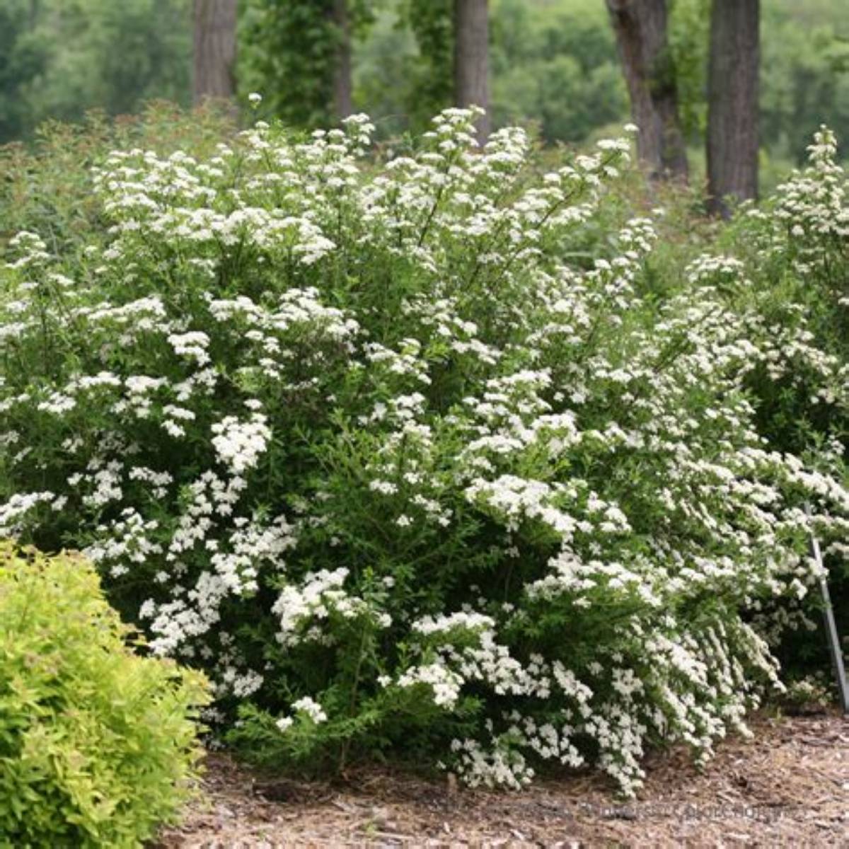 Renaissance (Vanhouttei) Spirea