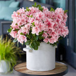 Autumn Sunburst® Encore® Azalea