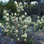 Mt. Airy Fothergilla