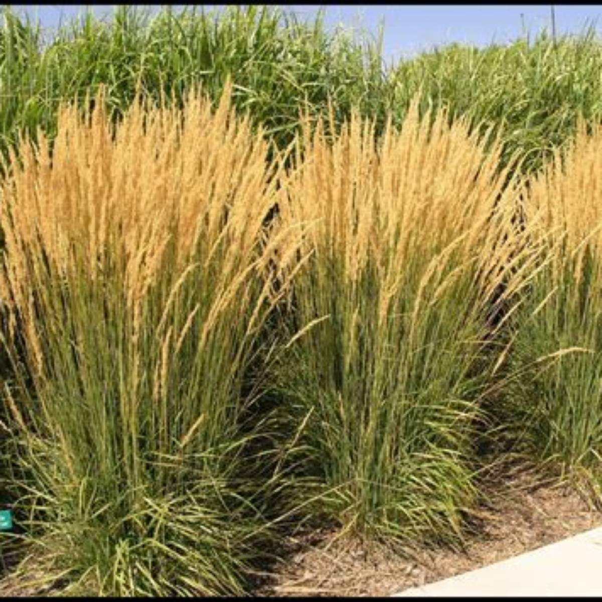 Karl Foerster Feather Reed Grass