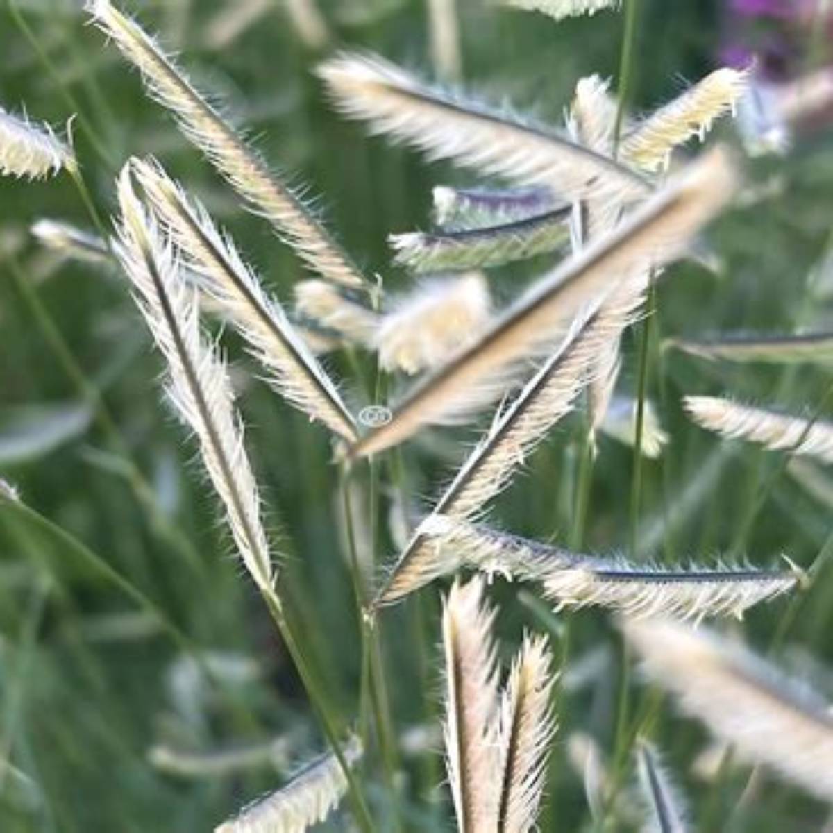 Zig Zag™ Blue Grama Grass