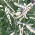 Zig Zag™ Blue Grama Grass