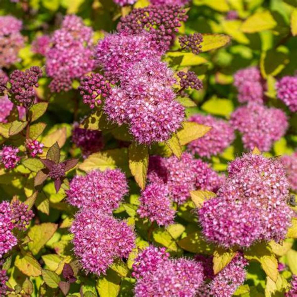 Empire® Northern Lights™ Spirea