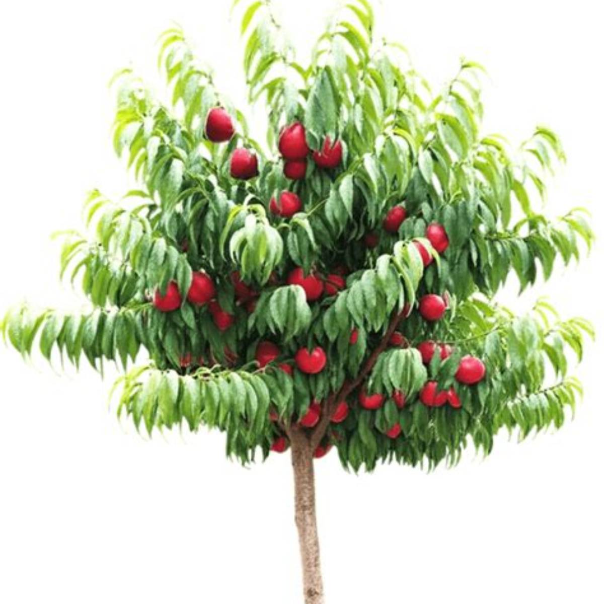 Flavortop Nectarine Tree