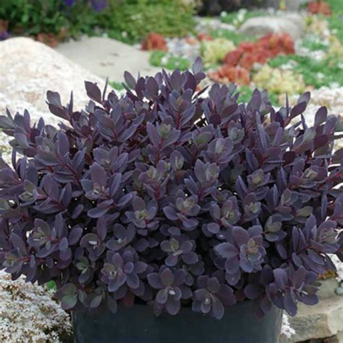 SunSparkler® Plum Dazzled Sedum