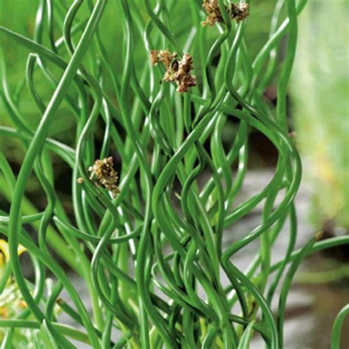Corkscrew Juncus