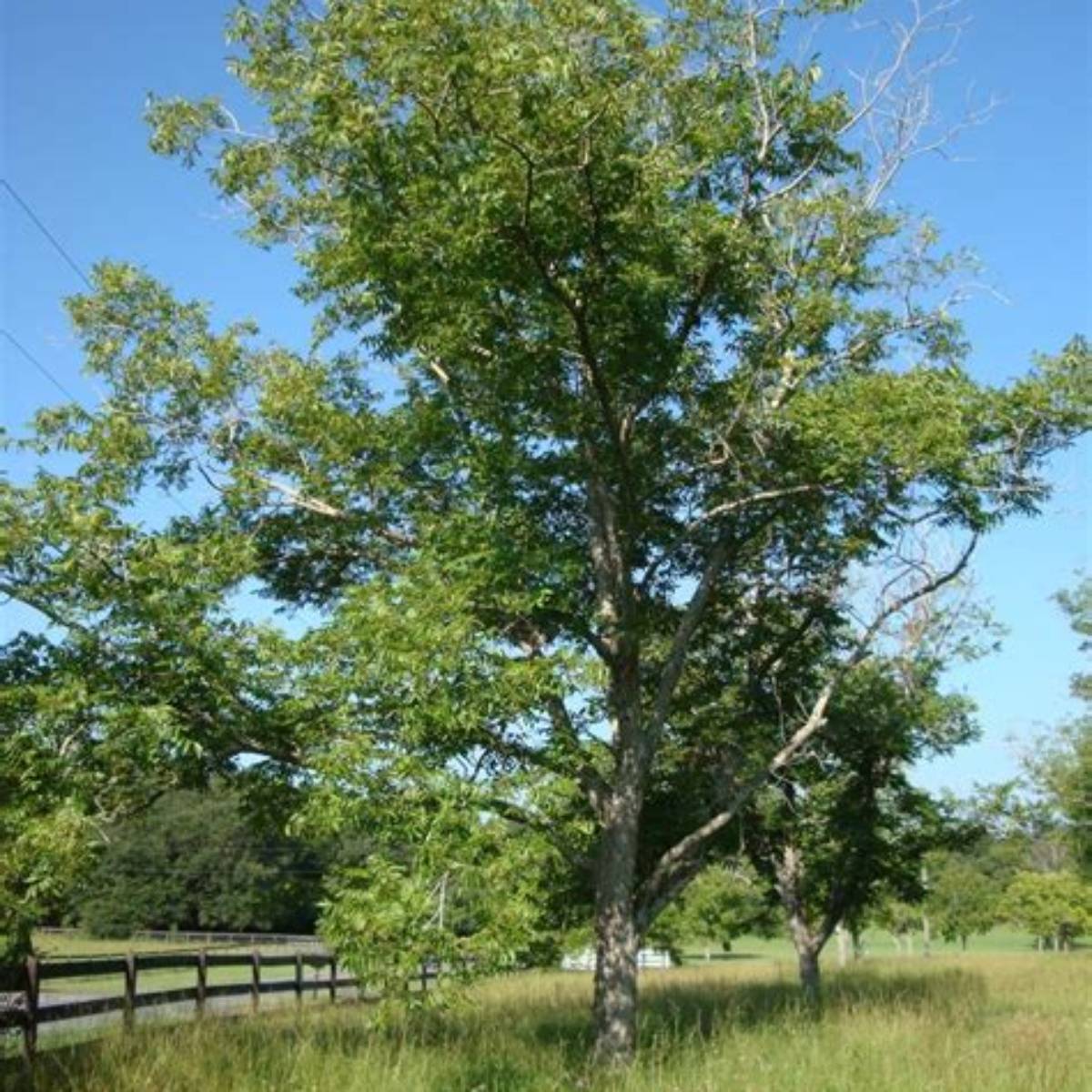 Mohawk Pecan Tree