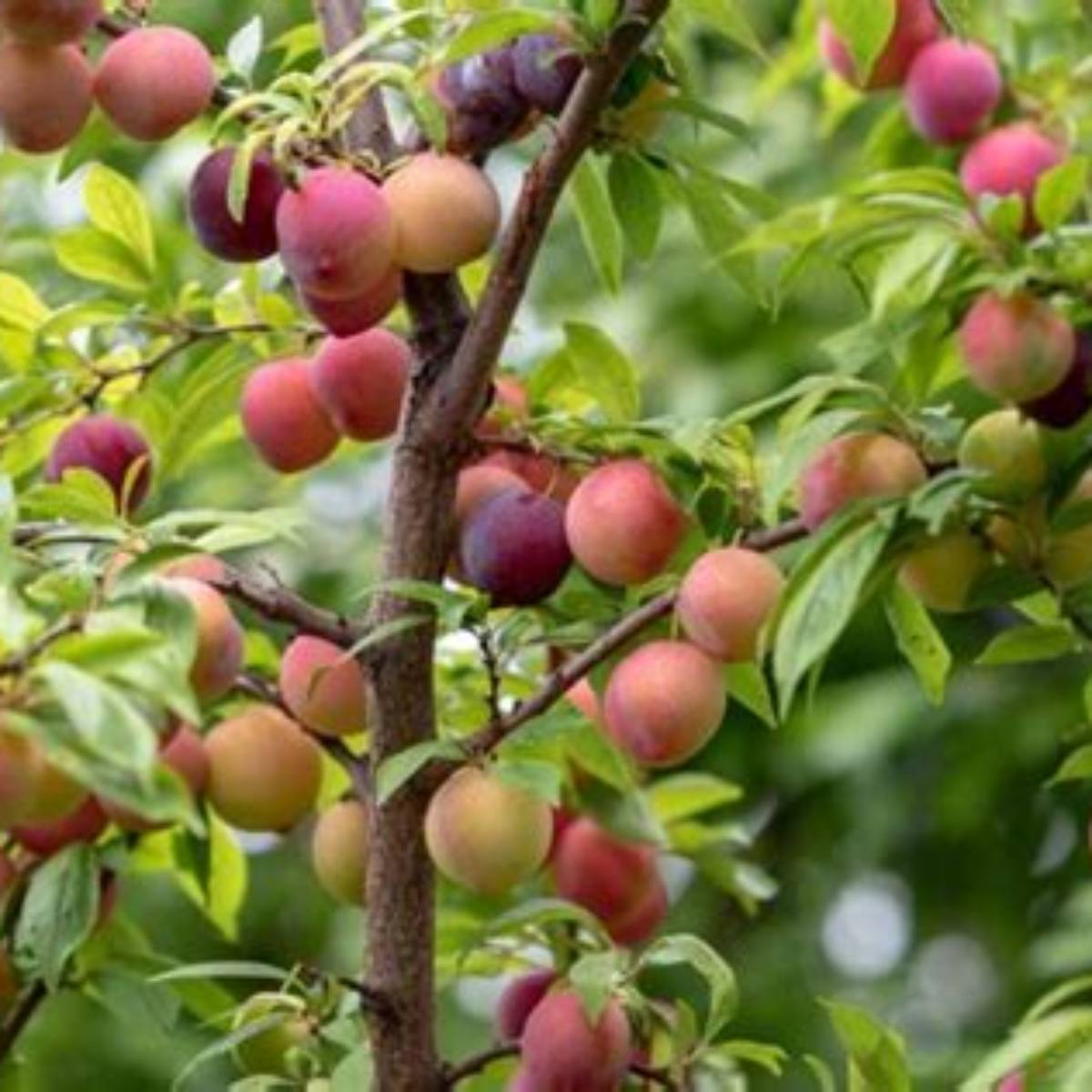 Methley Plum Tree