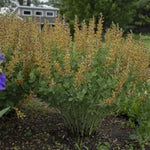 Decadence® Cherries Jubilee False Indigo