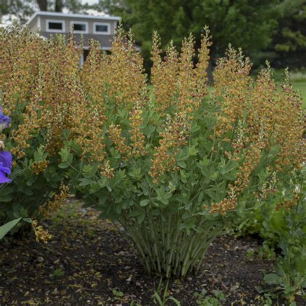 Decadence® Cherries Jubilee False Indigo