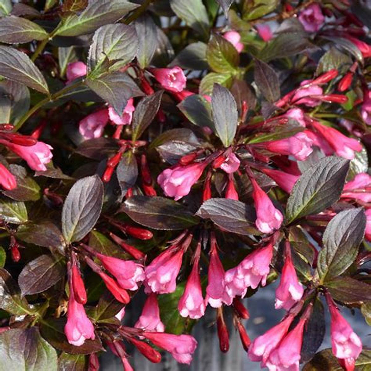 Very Fine Wine® Weigela