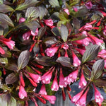 Very Fine Wine® Weigela