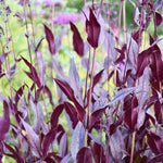 Pinot Noir Penstemon
