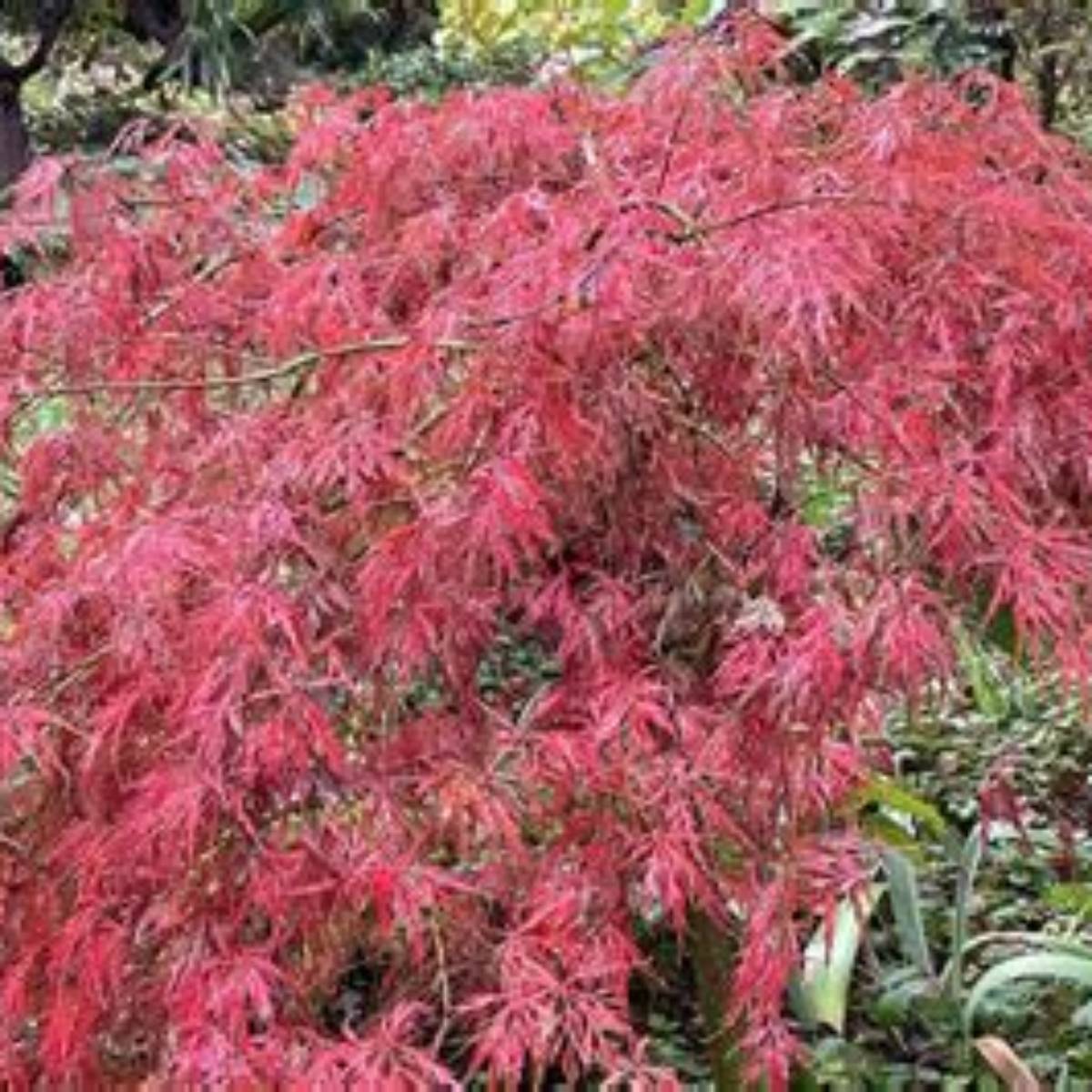 Hana Matoi Japanese Maple Tree