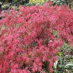 Hana Matoi Japanese Maple Tree