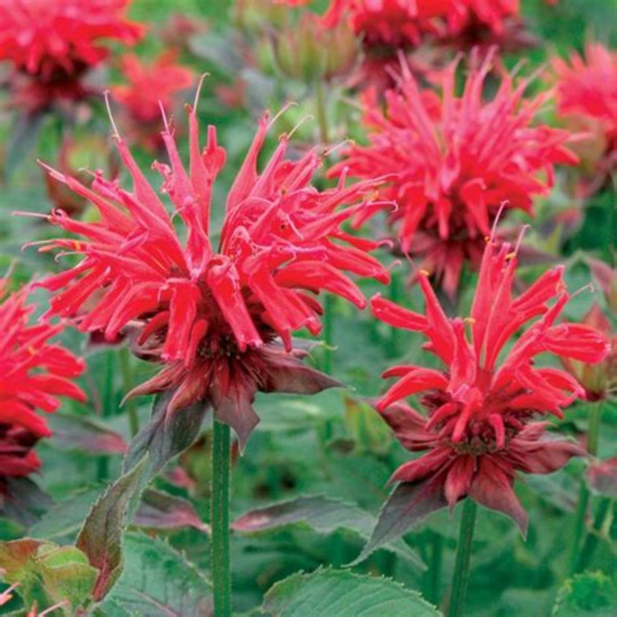 Cambridge Scarlet Beebalm