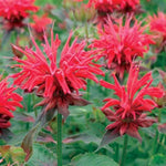 Cambridge Scarlet Beebalm