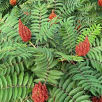 Rocky Mountain Smooth Sumac