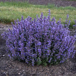 Cat's Pajamas Catmint