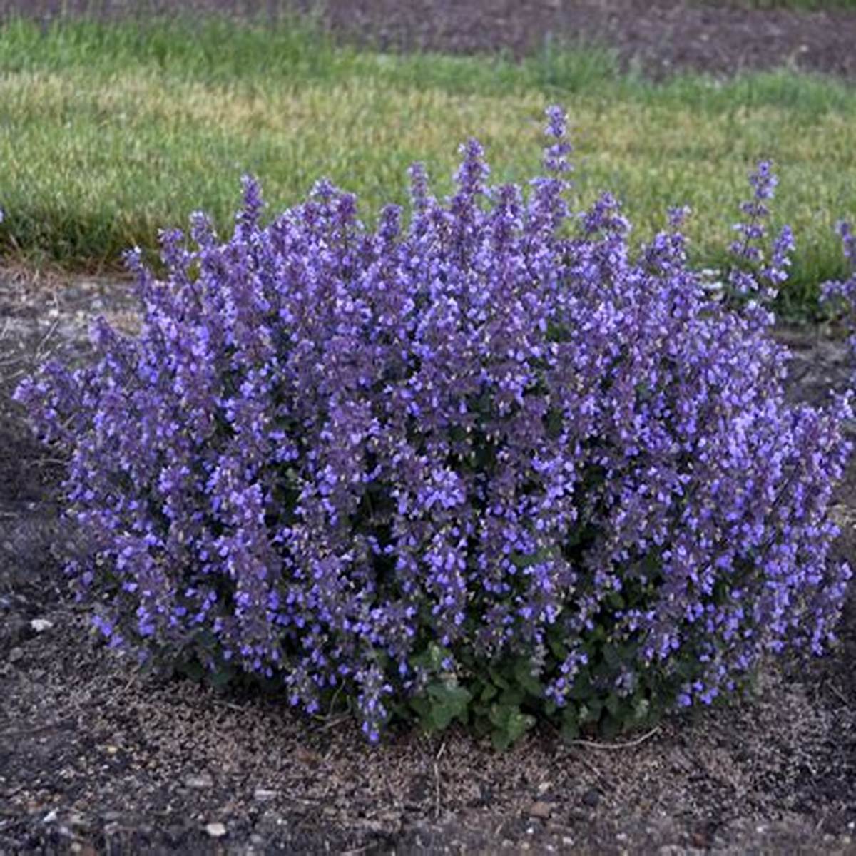 Cat's Pajamas Catmint