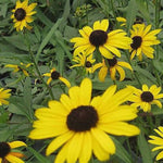 Viette's Little Suzy Dwarf Black-Eyed Susan