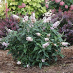 Pugster Sorbet™ Butterfly Bush