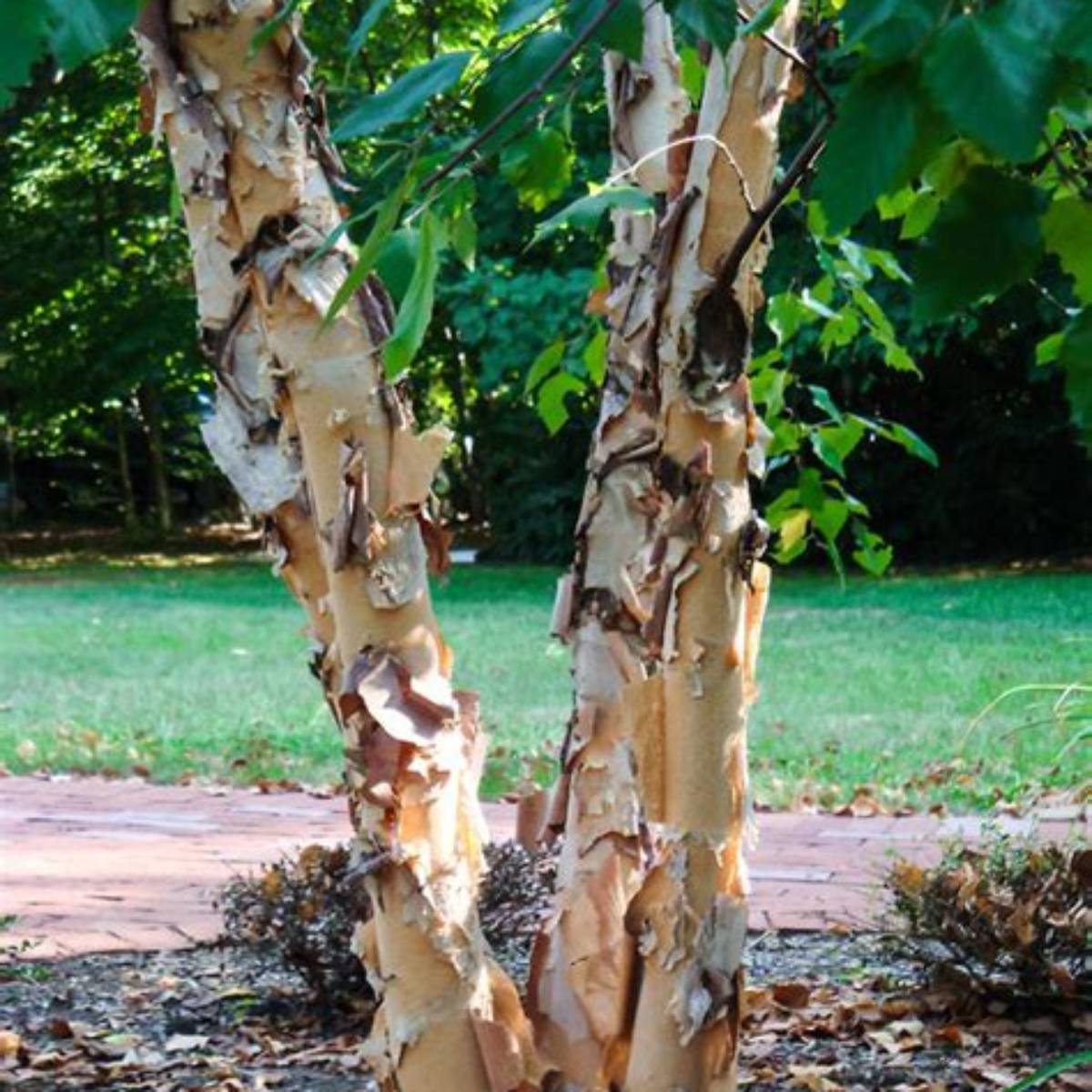 Heritage® Birch Clump Tree