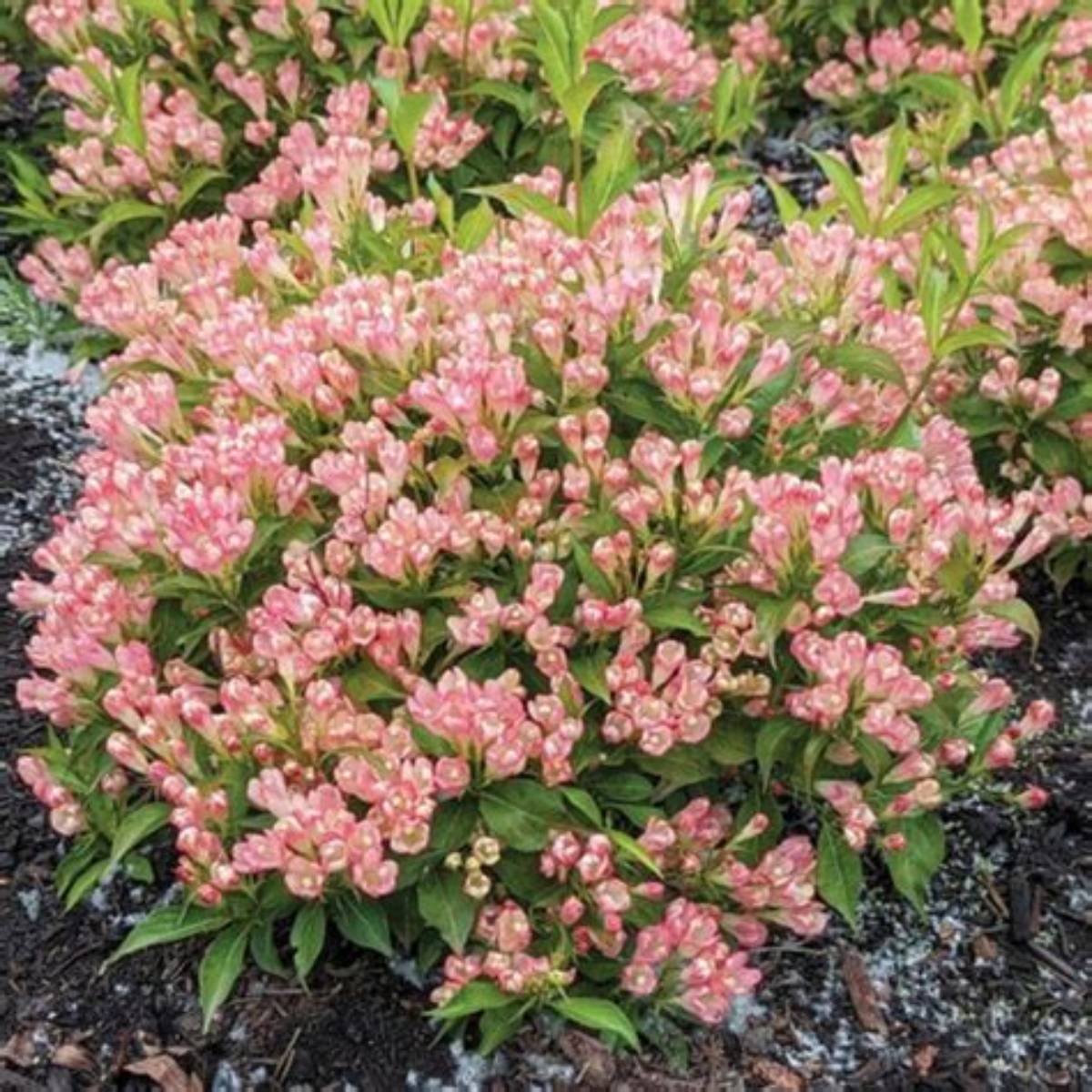 Peach Kisses™ Weigela