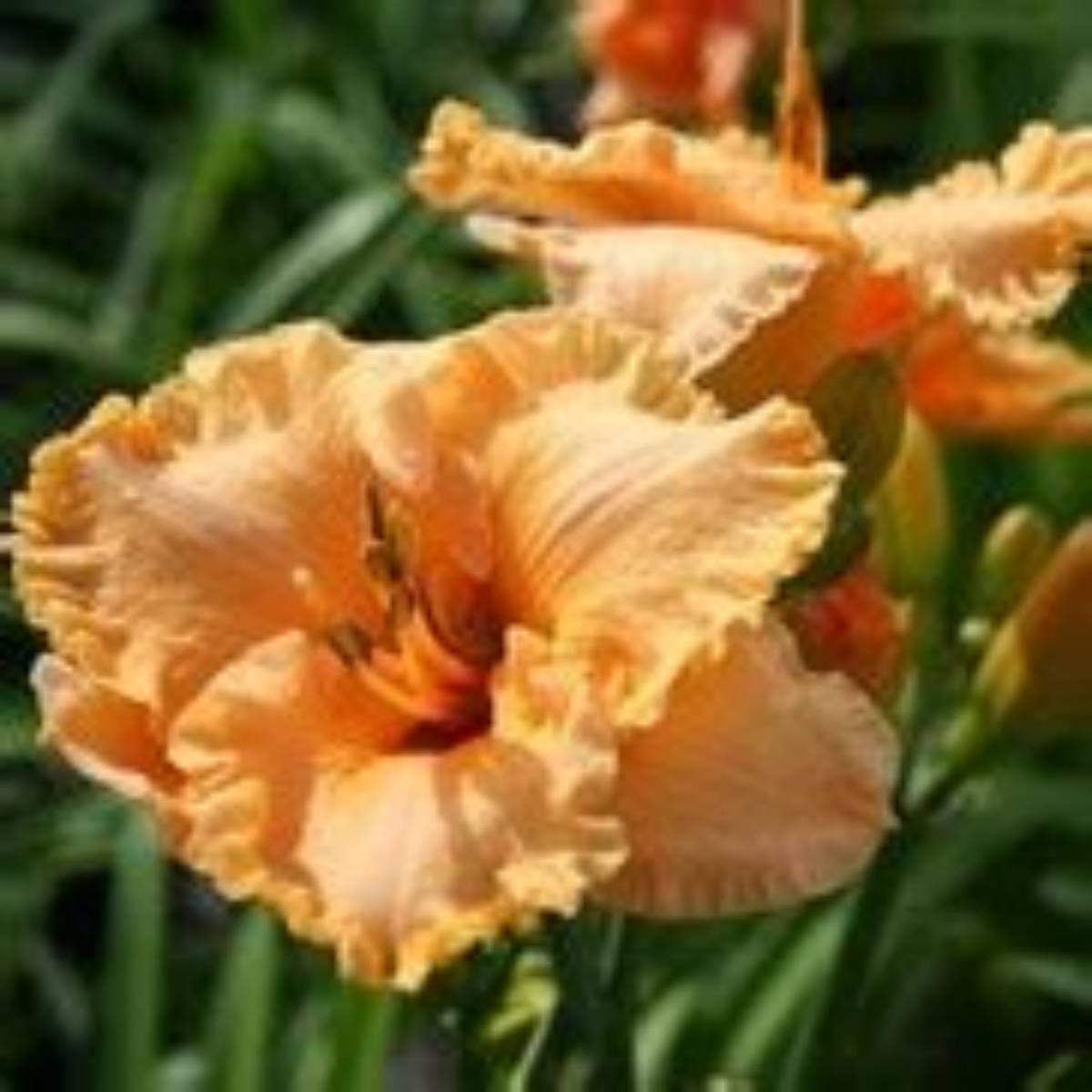 Bermuda Peach™ Kokomo™ Daylily