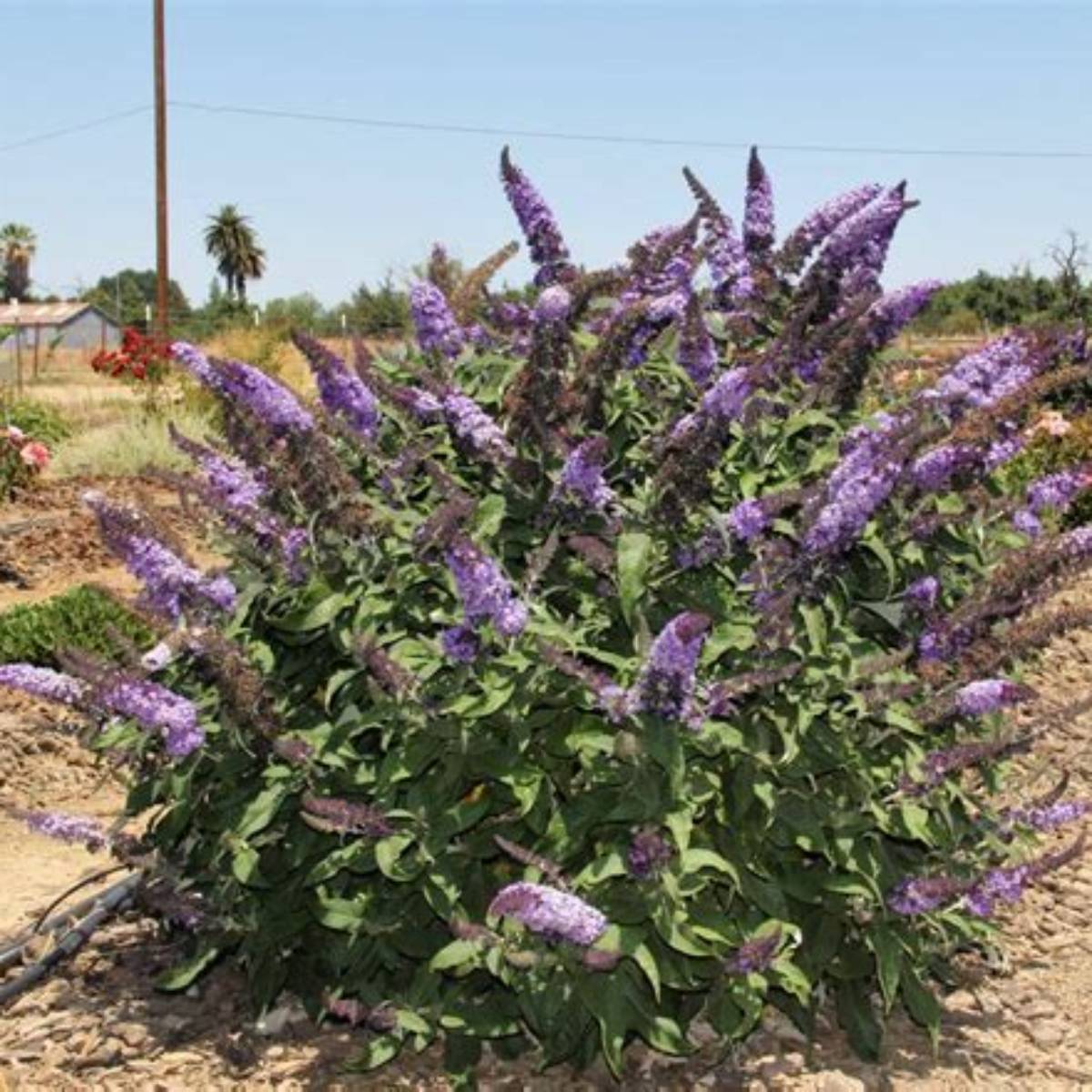 Pugster Blue® Butterfly Bush