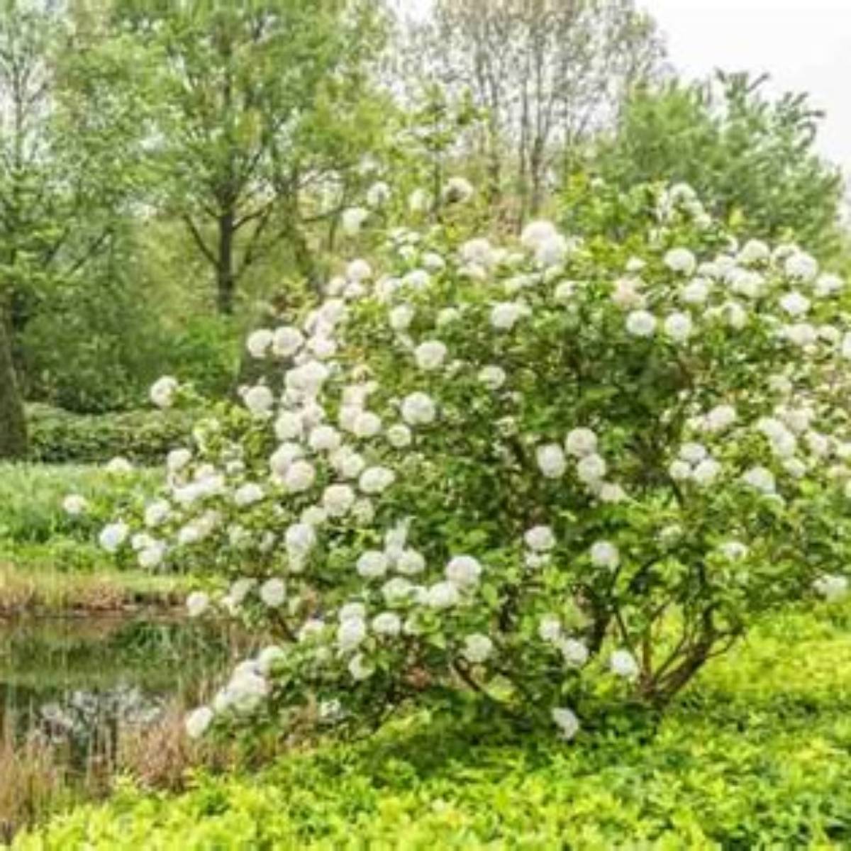 Korean Spice Viburnum