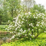 Korean Spice Viburnum
