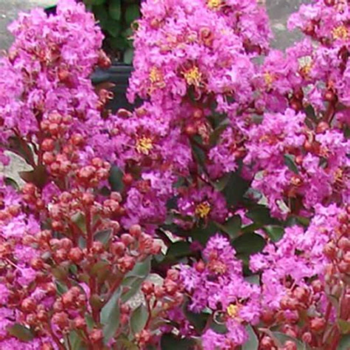 Enduring Lavender Crapemyrtle