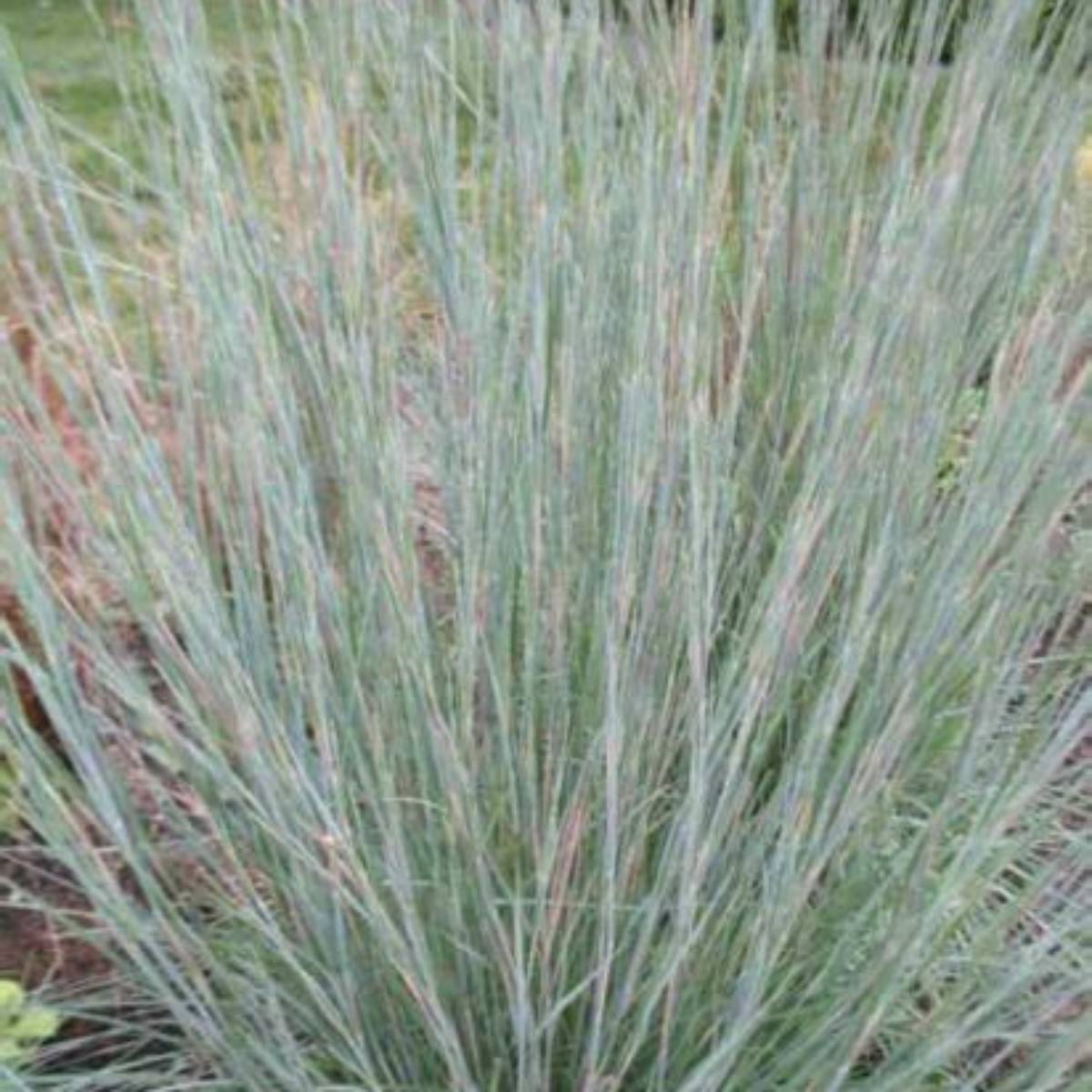 Prairie Blues Little Bluestem