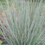 Prairie Blues Little Bluestem