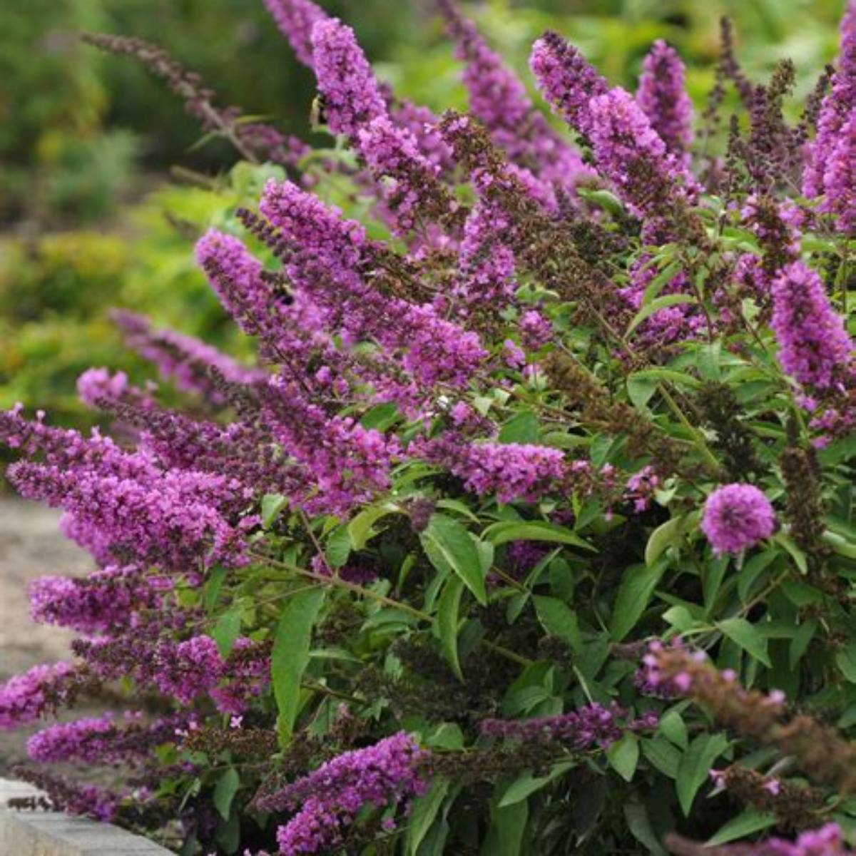Tutti Fruitti Butterfly Bush