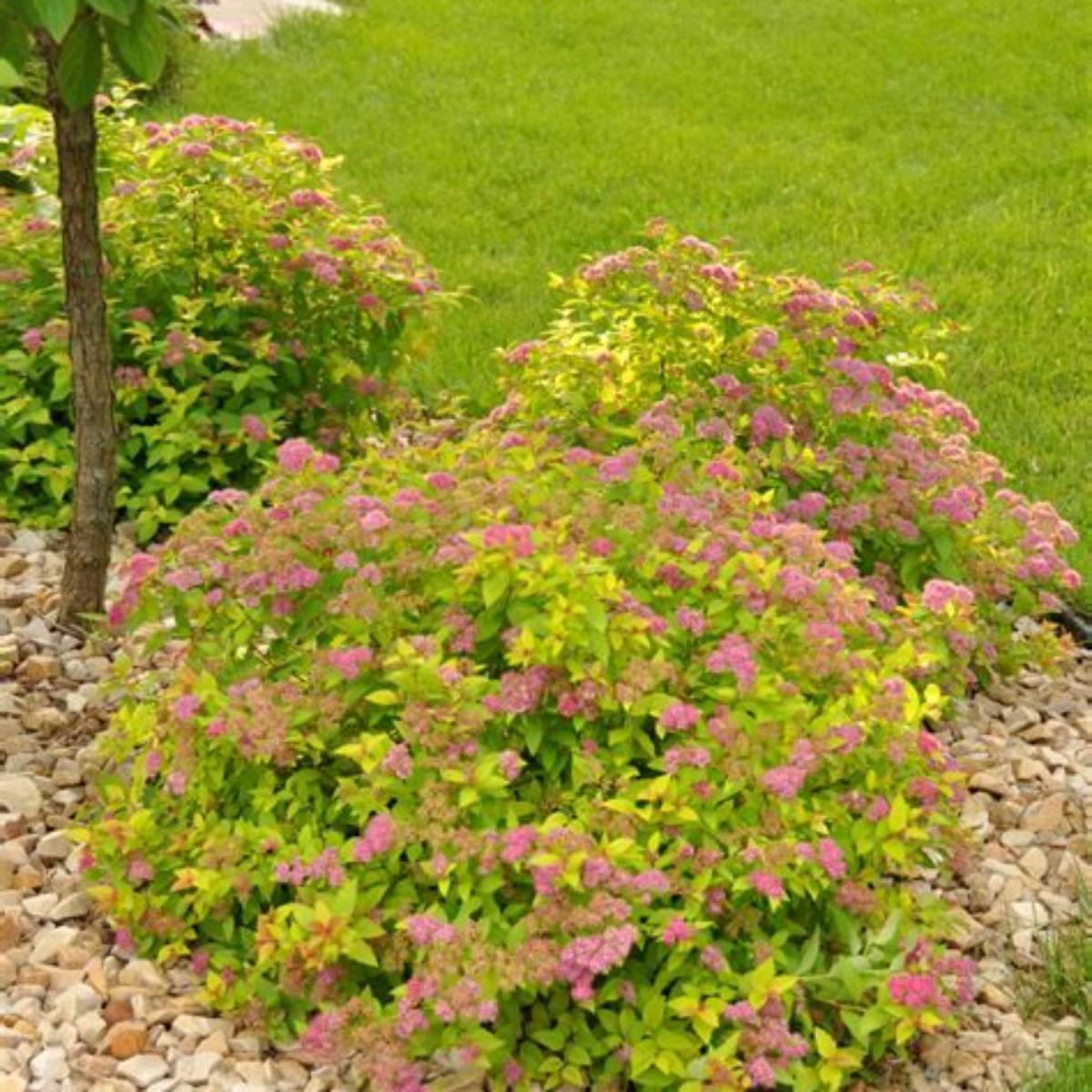 Magic Carpet Spirea