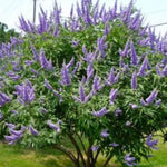 Shoal Creek Chaste Tree