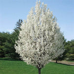 Maxine Pear Tree