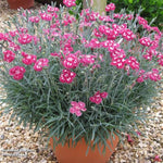 Scent from Heaven™ Angel of Desire Dianthus