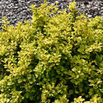 Tiny Gold Barberry