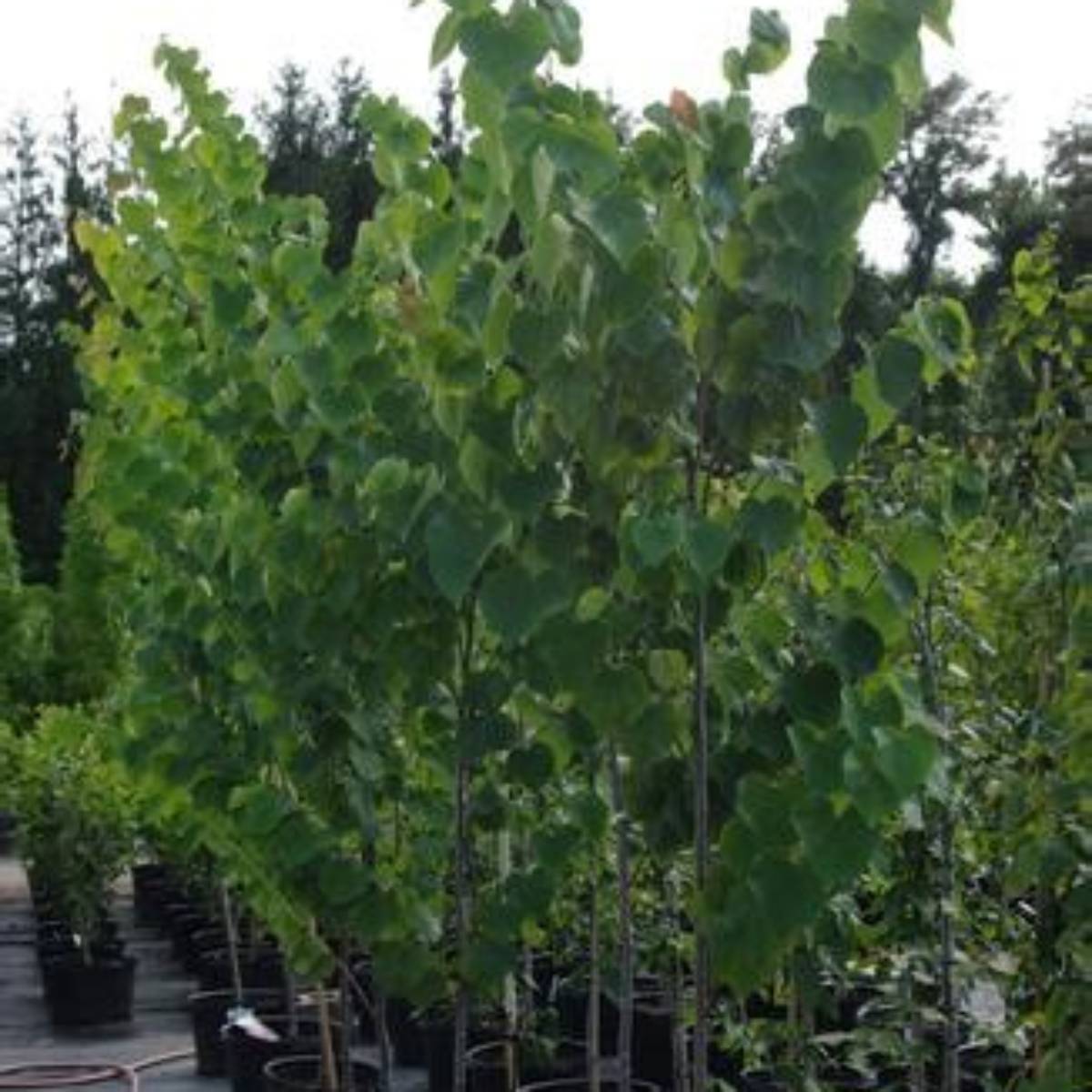 Summer's Tower™ Redbud Tree