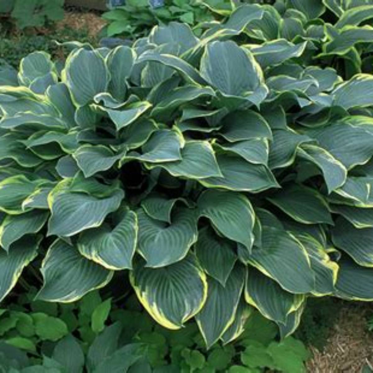 Regal Splendor Hosta