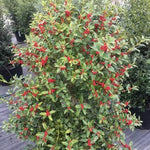 Christmas Jewel® Holly