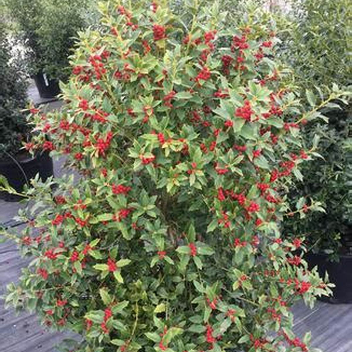 Christmas Jewel® Holly