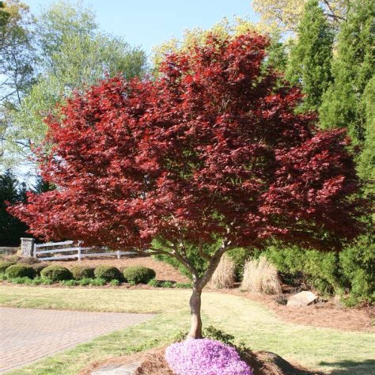Bloodgood Japanese Maple Tree