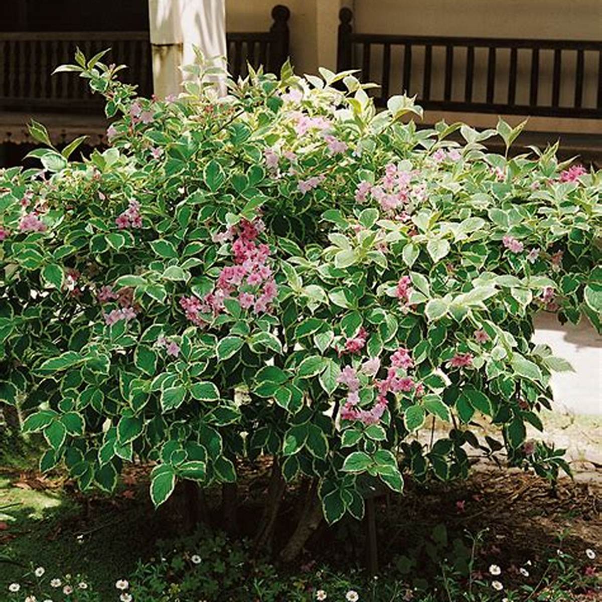 Variegated Dwarf Weigela