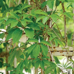 Engelman Virginia Creeper